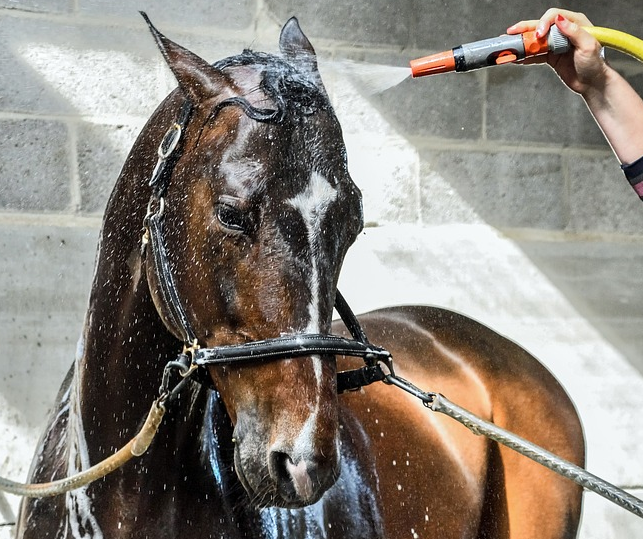 Deshydratation du cheval