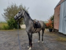 Haras d'Hortincourt  à vendre