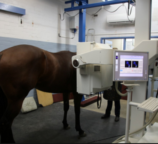 Imagerie medicale chez le cheval