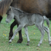 Elevage Mini horse KLM