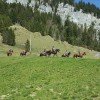 ferme-equestre-le-bochet - Gite