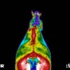 Formation en thermographie équine