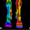 thermographie-vivante