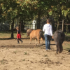 L'Arbre Cheval - Stages poney - Gérompont