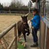 L'Arbre Cheval - Stages poney - Gérompont