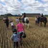 L'Arbre Cheval - Stages poney - Gérompont