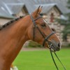 ekestrian - equestrian auction