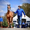 zangersheide-breeders-auction