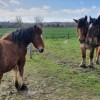 Julien Denayer - Eleveur de chevaux de trait