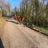 Julien Denayer - Eleveur de chevaux de trait