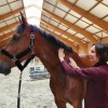 Auré Ki - soin shiatsu et reiki pour le cheval et son cavalier