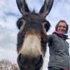 Auré Ki - soin shiatsu et reiki pour le cheval et son cavalier