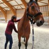 Auré Ki - soin shiatsu et reiki pour le cheval et son cavalier