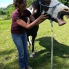 Auré Ki - soin shiatsu et reiki pour le cheval et son cavalier