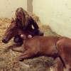 Dr. Mat Fanny reproduction equine