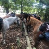 randonnées equestres en Nouvel aquitaine