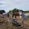 randonnées equestres en Nouvel aquitaine