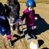 Poney club de Buisseret asbl