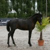 Connemara pony Belgium
