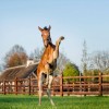 Stud book zangersheide