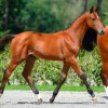 Stud book zangersheide