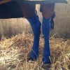 Le vétérinaire et l’obligation de contention du cheval Le vétérinaire et l’obligation de contention du cheval