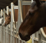  Ecuries, boxs et Prairies pour chevaux à louer 