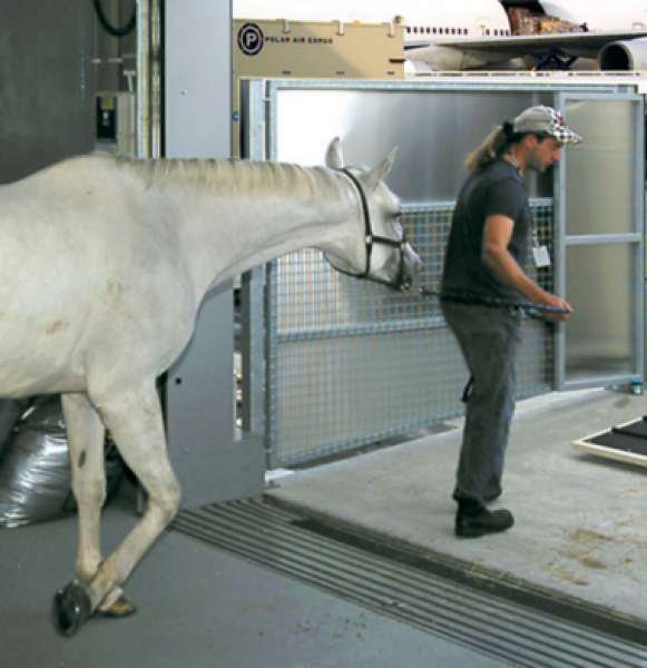 Transport aerien pour chevaux
