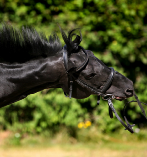 Headshaking le cheval qui secoue la tete