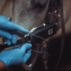 Docteur Amélie Lecouvert - Vétérinaire - Dentisterie equine