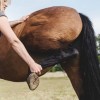 equina-formation-en-shiatsu-equin