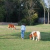 Les Poilus du Blé asbl - Refuge pour animaux