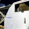 Horse Inn - Transport chevaux par avion