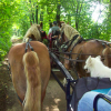 Ferme Equestre de  Martué