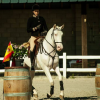 working-equitation-belgique