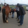   Formation de marechalerie