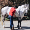 Bruno Vandoren - Osteopathe equin - Genappe