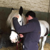 Osteor - Premier reseau d'osteopathes animaliers en Belgique