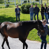 ESAO FRANCE ÉCOLE OSTÉOPATHIE ANIMALE