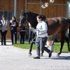 ESAO FRANCE ÉCOLE OSTÉOPATHIE ANIMALE