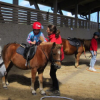 Formation moniteur equitation LEWB