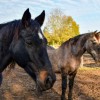 Equi' Reve  a Sombreffe- Refuge pour chevaux