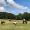 Danish Equestrian Federation