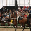 federation-suisse-des-sports-equestres