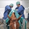 De Morette clinique vétérinaire - Dierenkliniek De Morette