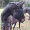 Peyrille Sabrina - Nutritioniste equin