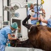 Bosdreef clinique vétérinaire - Dierenkliniek Bosdreef