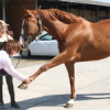  paardenosteopaat Ingrid De Boelpaep