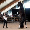 solene-vanherck - Spectacle equestre