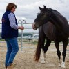 Ecuries d'Assesse - piste equestre a louer